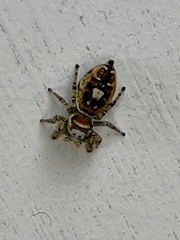 Phidippus