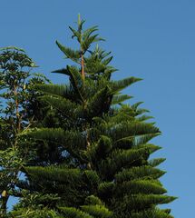 Eutacta