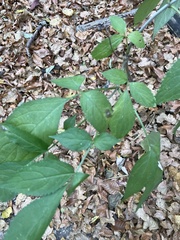 Sambucus nigra