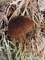 Tubariaceae