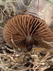 Tubariaceae