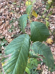 Ulmus glabra