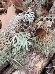 Tubariaceae