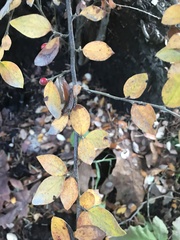 Cotoneaster simonsii