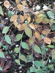 Cotoneaster simonsii