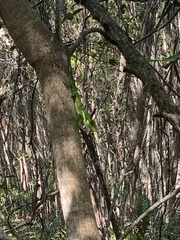 Anolis equestris