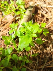 Stellaria media