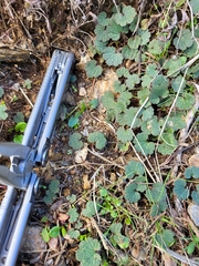 Ranunculus nigrescens