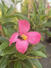Bombus impatiens
