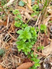 Galium rotundifolium