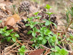 Galium rotundifolium