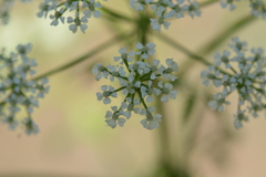 Conium maculatum