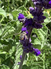 Megachile pollinosa