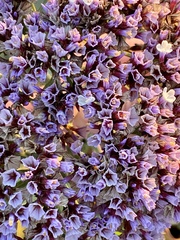 Limonium perezii