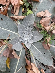 Verbascum densiflorum