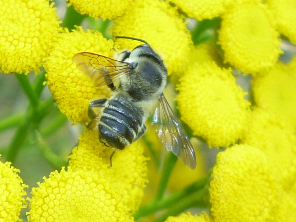 Flat-tailed Leafcutter Bee