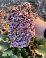 Limonium perezii