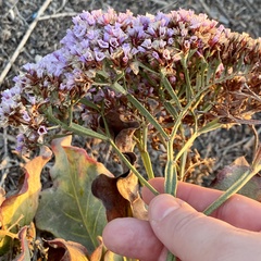 Limonium perezii