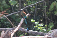 Eumomota superciliosa