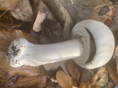 Agaricus xanthodermus