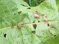 Coreus marginatus