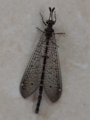 Galapagoleon darwini