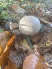 Agaricus xanthodermus