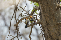 Trachyphonus vaillantii