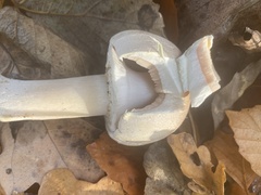 Agaricus xanthodermus