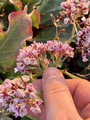 Limonium perezii