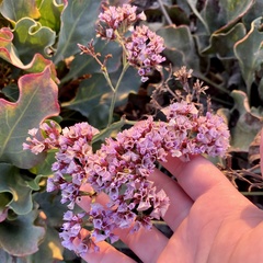 Limonium perezii