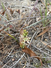 Wurmbea spicata