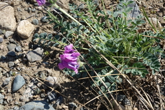 Oxytropis