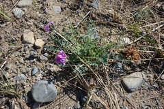 Oxytropis