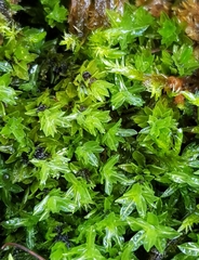 Encalypta streptocarpa