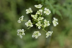 Conium maculatum