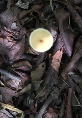 Lentinus flexipes