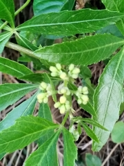 Cissus palmata
