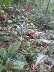 Miconieae