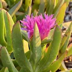 Carpobrotus chilensis