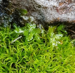 Encalypta streptocarpa