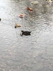 Anas platyrhynchos × Cairina moschata