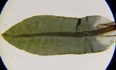 Encalypta streptocarpa
