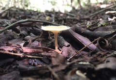 Lentinus flexipes