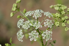 Conium maculatum