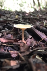 Lentinus flexipes