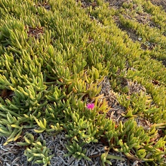 Carpobrotus chilensis