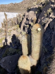 Trichocereus atacamensis