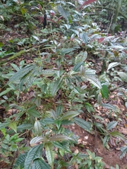 Miconieae