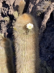 Trichocereus atacamensis
